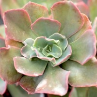 Echeveria gibbiflora Echeveria gibbiflora