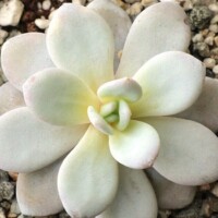 Echeveria laui Echeveria laui