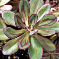 Echeveria nodulosa - Painted Echeveria Echeveria nodulosa - Painted Echeveria
