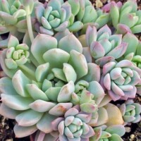 Echeveria prolifica Echeveria prolifica