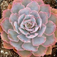 Echeveria shaviana 'Pink Frills' Echeveria shaviana 'Pink Frills'