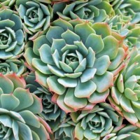 Echeveria subalpina Echeveria subalpina