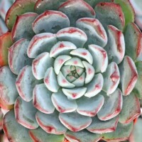 Echeveria x minima Echeveria x minima