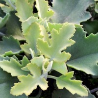 Kalanchoe 'Oak Leaf' Kalanchoe 'Oak Leaf'