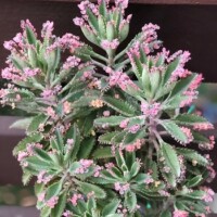 Kalanchoe 'Pink Butterflies' Kalanchoe 'Pink Butterflies'