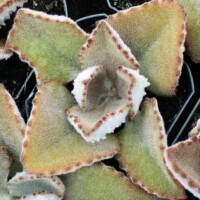 Kalanchoe beharensis 'Fang' Kalanchoe beharensis 'Fang'