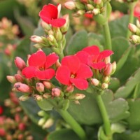 Kalanchoe blossfeldiana Kalanchoe blossfeldiana