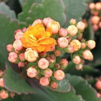 Kalanchoe blossfeldiana Kalanchoe blossfeldiana