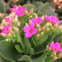 Kalanchoe blossfeldiana Kalanchoe blossfeldiana