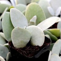 Kalanchoe bracteata - "Silver Teaspoons" Kalanchoe bracteata - Silver Teaspoons