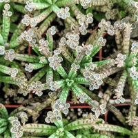 Kalanchoe delagoensis - Chandelier Plant, Mother of Millions