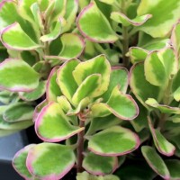 Kalanchoe fedtschenkoi 'Aurora Borealis' Kalanchoe fedtschenkoi 'Aurora Borealis'