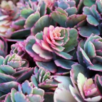 Kalanchoe fedtschenkoi - "Lavender Scallops" Kalanchoe fedtschenkoi - Lavender Scallops