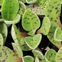 Kalanchoe gastonis-bonnieri Kalanchoe gastonis-bonnieri - Donkey Ears, Mule Ears