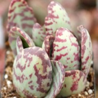 Kalanchoe humilis Kalanchoe humilis