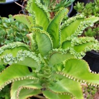 Kalanchoe laetivirens - Mother of Thousands Kalanchoe laetivirens - Mother of Thousands