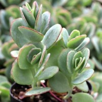 alanchoe marnieriana - "Marnier's Kalanchoe" Kalanchoe marnieriana - Marnier's Kalanchoe