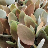 Kalanchoe orgyalis - "Copper Spoons" Kalanchoe orgyalis - "Copper Spoons"