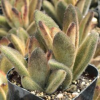 Kalanchoe tomentosa 'Chocolate Soldier' Kalanchoe tomentosa 'Chocolate Soldier'