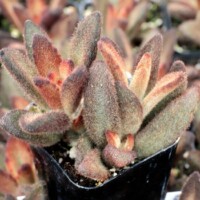 Kalanchoe tomentosa 'Cinnamon' Kalanchoe tomentosa 'Cinnamon'