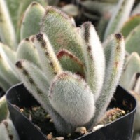 Kalanchoe tomentosa - "Panda Plant" Kalanchoe tomentosa - "Panda Plant"