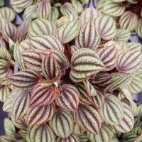 Peperomia 'Piccolo Banda' Peperomia 'Piccolo Banda'