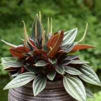 Peperomia 'Rosso' Peperomia 'Rosso'