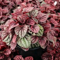 Peperomia 'Schumi Red' Peperomia 'Schumi Red'