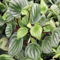 Peperomia argyreia - "Watermelon Peperomia" Peperomia argyreia - Watermelon Peperomia