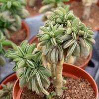 Peperomia asperula