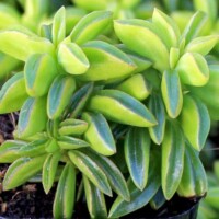 Peperomia axillaris Peperomia axillaris