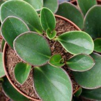 Peperomia clusiifolia Peperomia clusiifolia