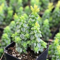 Peperomia columnella Peperomia columnella