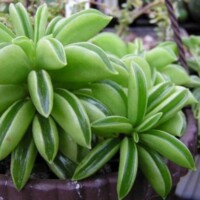 Peperomia dolabriformis Peperomia dolabriformis