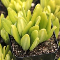 Peperomia kimnachii Peperomia kimnachii