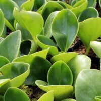 Peperomia obtusifolia Peperomia obtusifolia