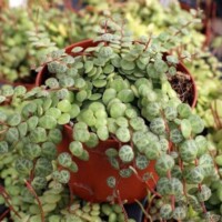 Peperomia prostrata - "String of Turtles" Peperomia prostrata - String of Turtles