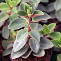 Peperomia verticillata 'Red Log' Peperomia verticillata 'Red Log'