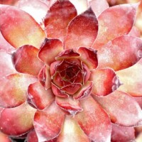 Sempervivum 'Bronco' Sempervivum 'Bronco'