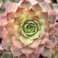 Sempervivum 'Cuckoo' Sempervivum 'Cuckoo'