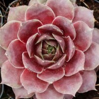 Sempervivum 'Fame' Sempervivum 'Fame'