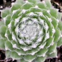 Sempervivum 'Frosty' Sempervivum 'Frosty'