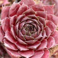 Sempervivum 'Hopewell' Sempervivum 'Hopewell'