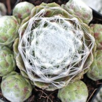 Sempervivum 'Hurricane' Sempervivum 'Hurricane'