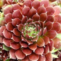Sempervivum 'Jeanne d'Arc' Sempervivum 'Jeanne d'Arc'