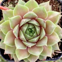 Sempervivum 'Lennik's Glory' Sempervivum 'Lennik's Glory'