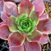 Sempervivum 'Lowes 60' Sempervivum 'Lowes 60'