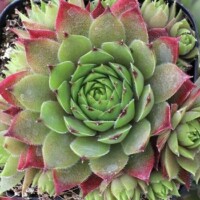 Sempervivum 'Nico' Sempervivum 'Nico'