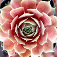 Sempervivum 'Old Copper' Sempervivum 'Old Copper'