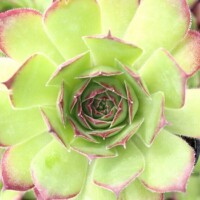 Sempervivum 'Roasted Chestnut' Sempervivum 'Roasted Chestnut'